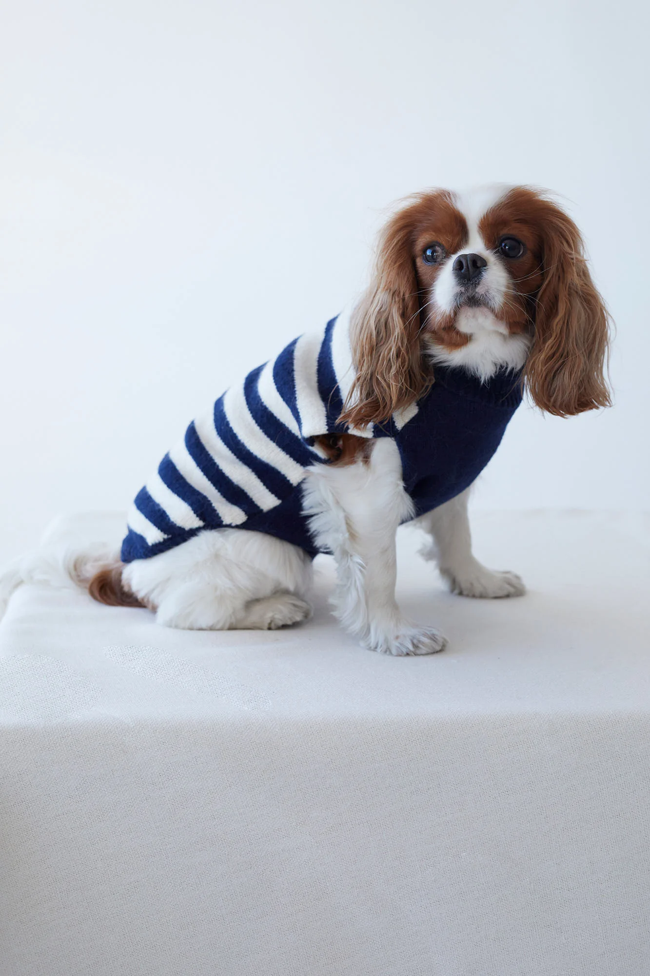JERSEY PETS MARINO